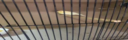 Canaries birds for sale: Canarys  in Kettering - Advert 9