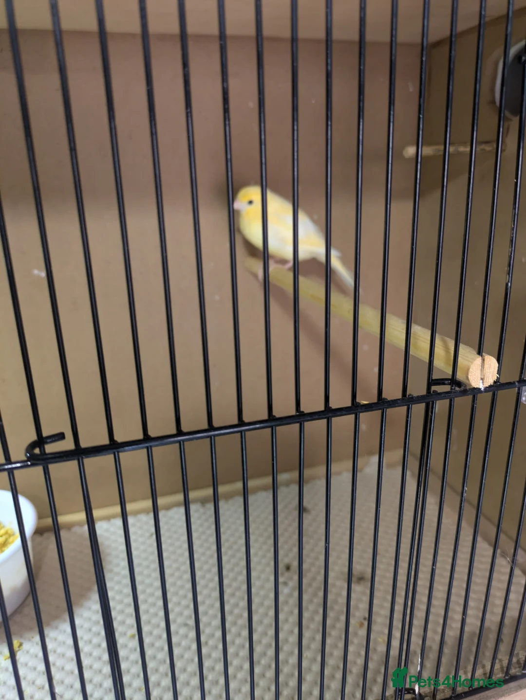 Canaries birds for sale: Canarys  in Kettering - Advert 9