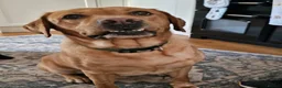 Labrador Retriever dogs for sale: Lovely Labrador puppy’s  in Taunton - Advert 32