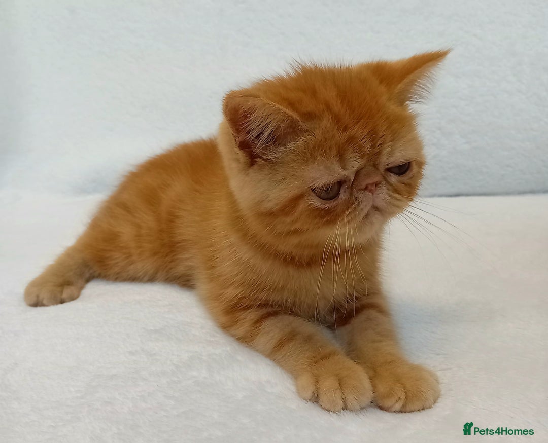 Exotic cats for sale: CHUBBY KITTENS - Image 5