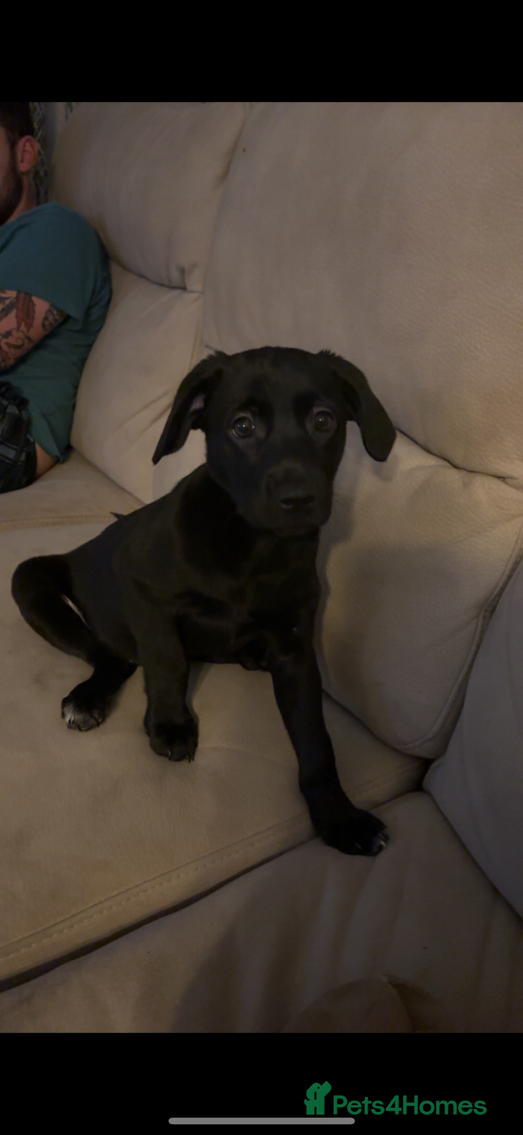 Labrador Retriever dogs for sale: 15 Week Old Black Labrador  - Advert 1