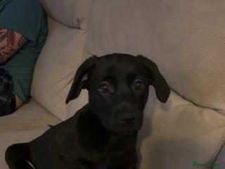 Labrador Retriever dogs 15 Week Old Black Labrador - Advert 1