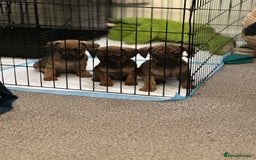 Mixed Breed dogs for sale: French wieners  - Image 6