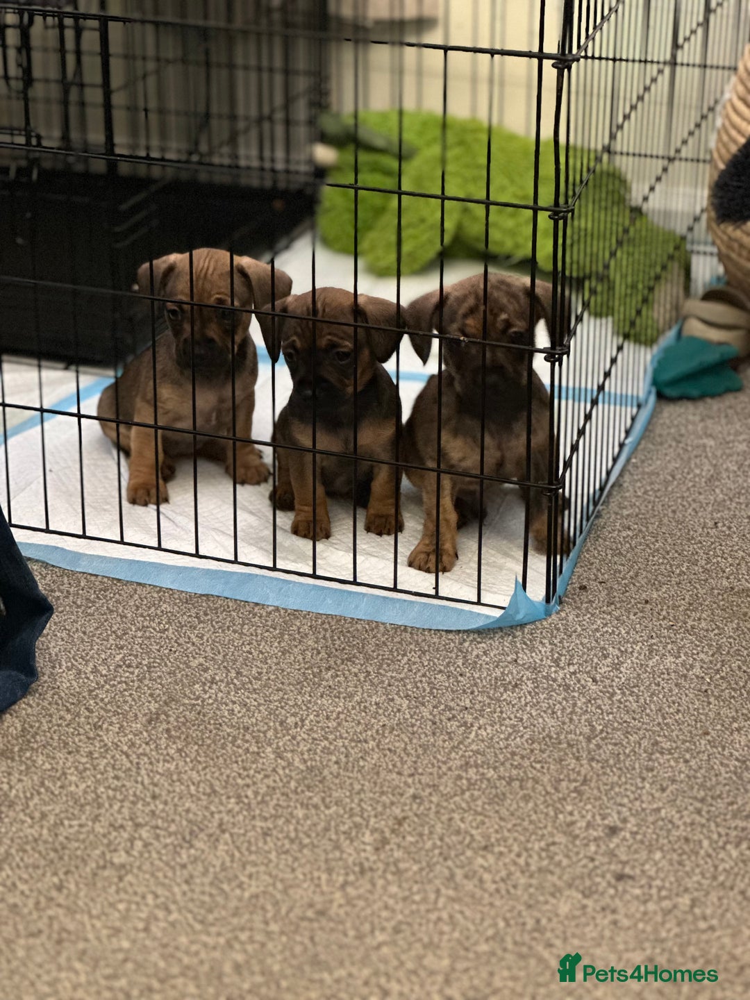 Mixed Breed dogs for sale: French wieners  - Image 6