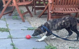 Mixed Breed dogs for adoption: Button - Norwich Norfolk  - Image 11