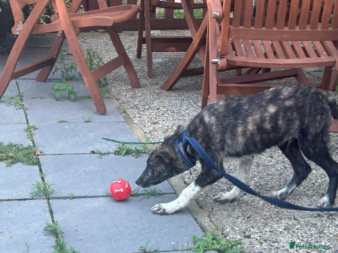 Mixed Breed dogs for adoption: Button - Norwich Norfolk  - Image 11