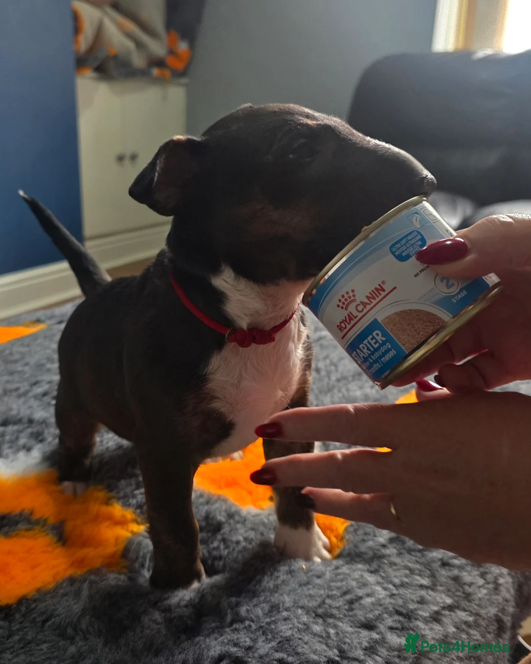 Miniature Bull terrier dogs for sale: MinatureBullTerrier Pups HealthTested TopPedigree in Preston - Advert 3