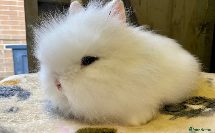 Lionhead rabbits TWO BEAUTIFUL DOUBLE MANED LIONHEAD BABIES  - Advert 11