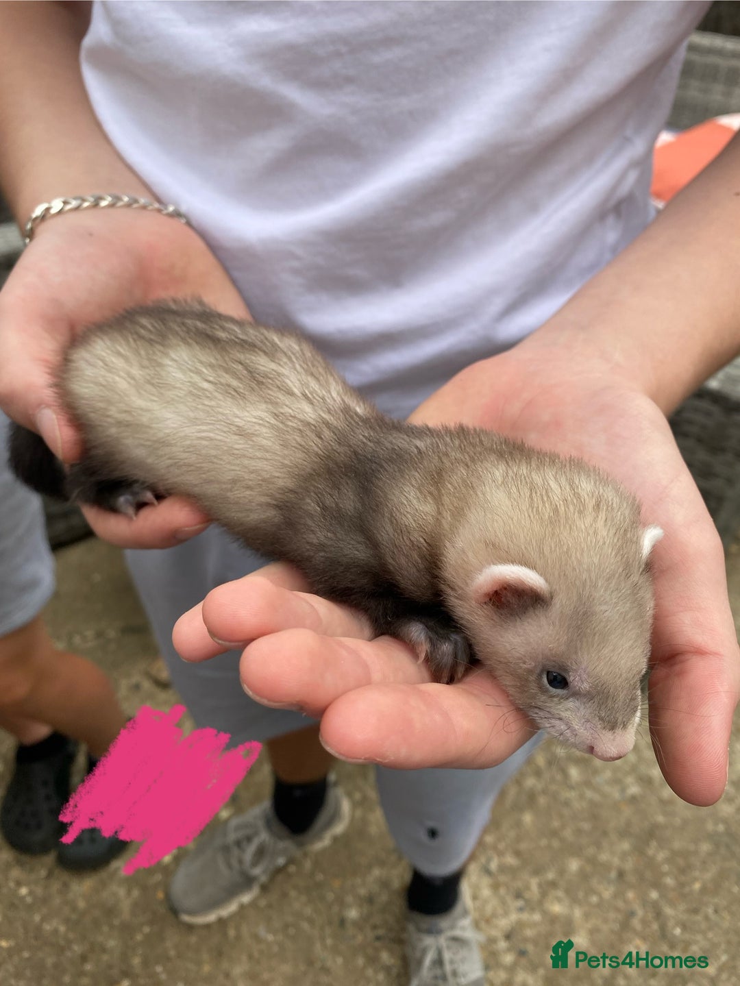 Ferret rodents for sale: Ferrets for sale - Image 8
