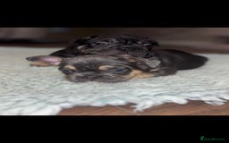 French Bulldog dogs for sale: French bulldog puppys - Image 8