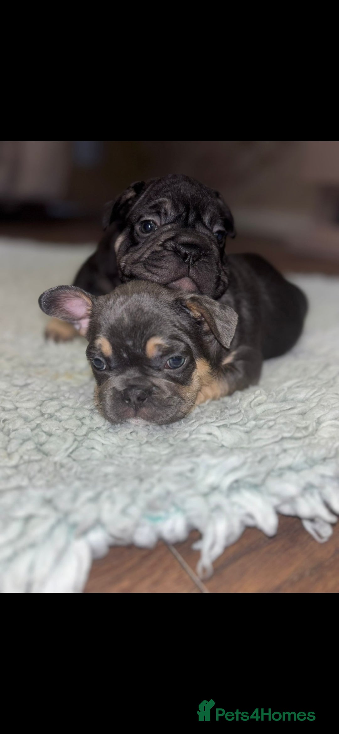 French Bulldog dogs for sale: French bulldog puppys - Image 8
