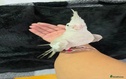 Cockatiels birds for sale: Silly hand tamed baby cockatiels for sale  - Image 5