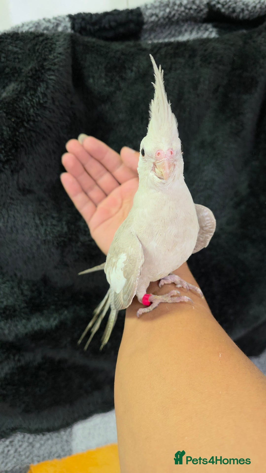 Cockatiels birds for sale: Silly hand tamed baby cockatiels for sale  - Image 5