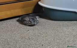 Chinchilla rodents for sale: 2 male chinchillas - Image 1