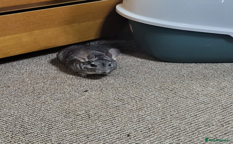 Chinchilla rodents - Advert 1