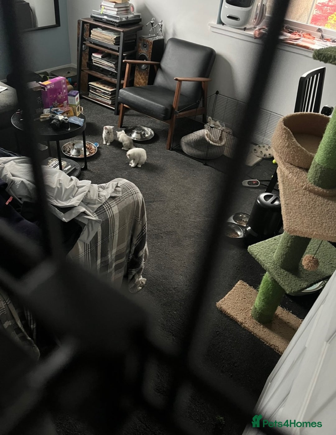 British Shorthair cats for sale: BRITISH SHORTHAIR KITTENS - Advert 5