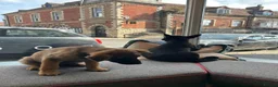 Shepsky dogs for sale: syberian huskyx malinois x german shepherd puppies in Gillingham - Advert 13