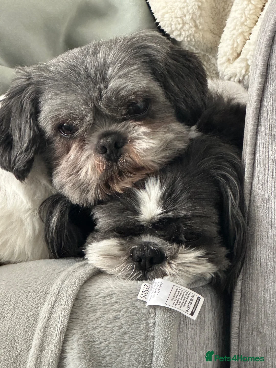 Shih Tzu dogs for sale: Male and female Shih Tzu  in Manchester - Advert 1