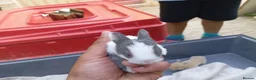Mixed Breed rabbits for sale: Dutch x Netherland dwarf kits + 2lionhead females - Advert 10