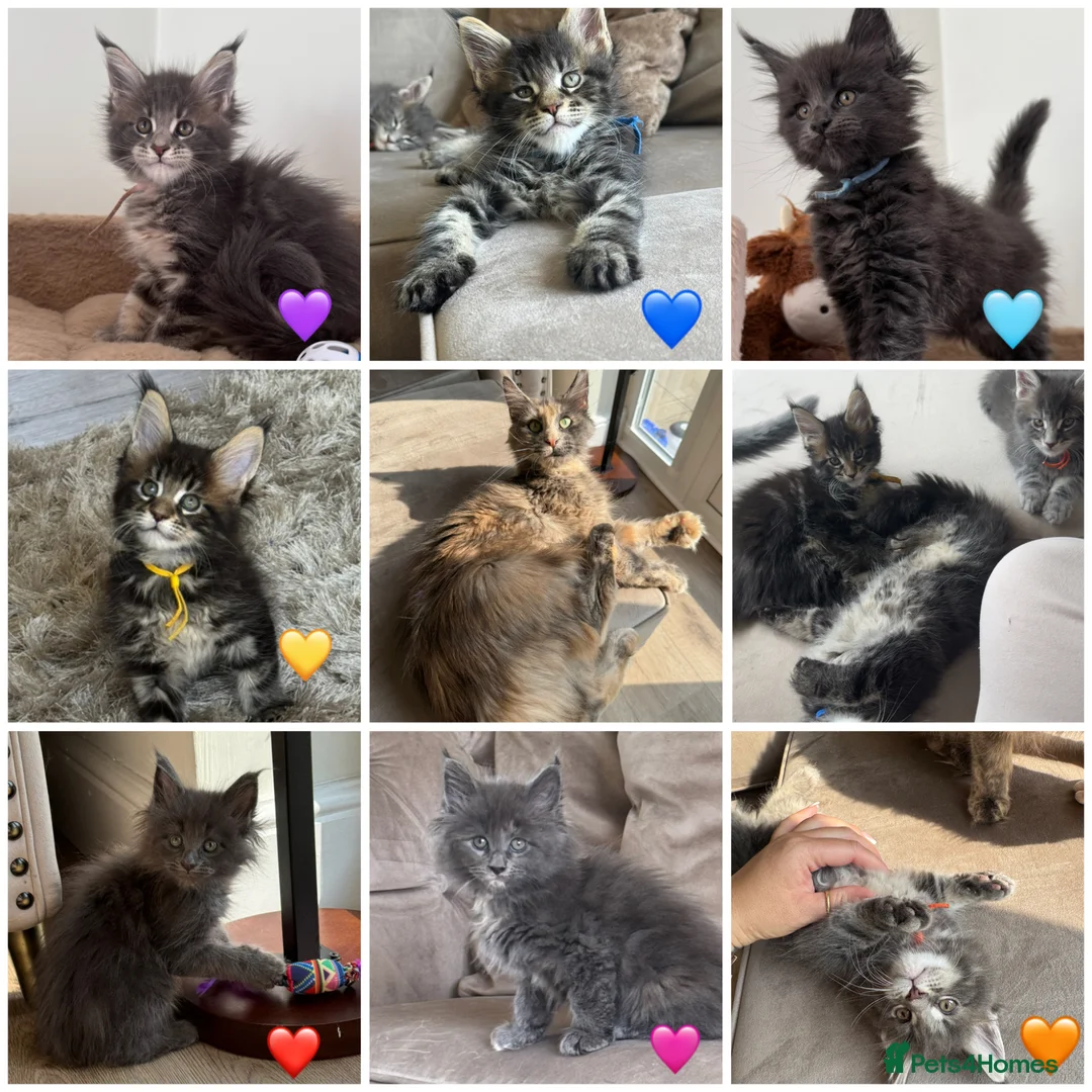 Maine Coon cats for sale: Maine coon TICA reg - Advert 1