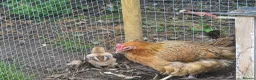 Chickens poultry for sale: Fertile Micro Serama hatching eggs - Advert 8