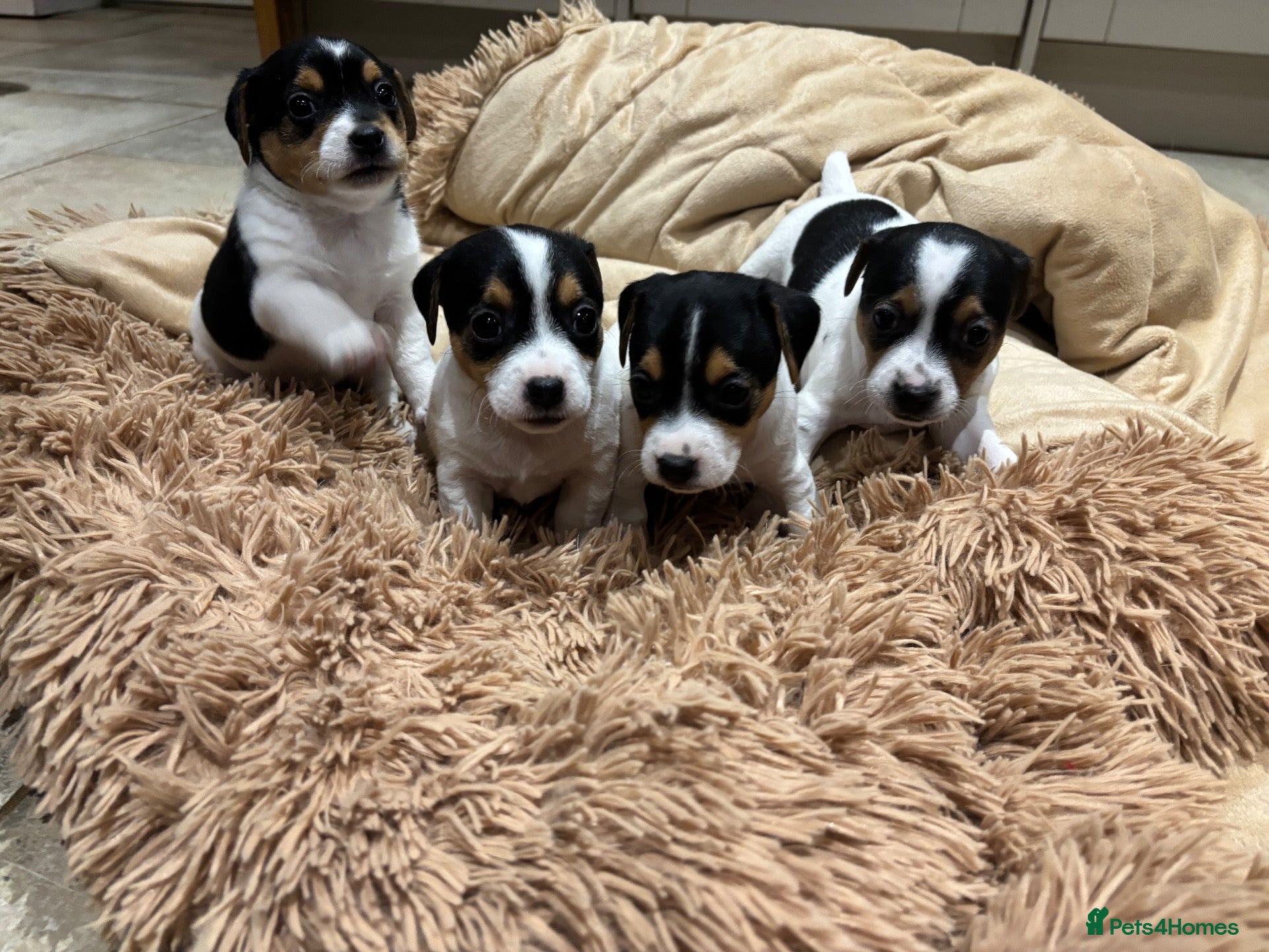 Jack Russell dogs JACK RUSSEL PUPPIES  - Advert 2
