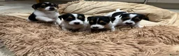 Jack Russell dogs for sale: JACK RUSSEL PUPPIES  - Advert 2