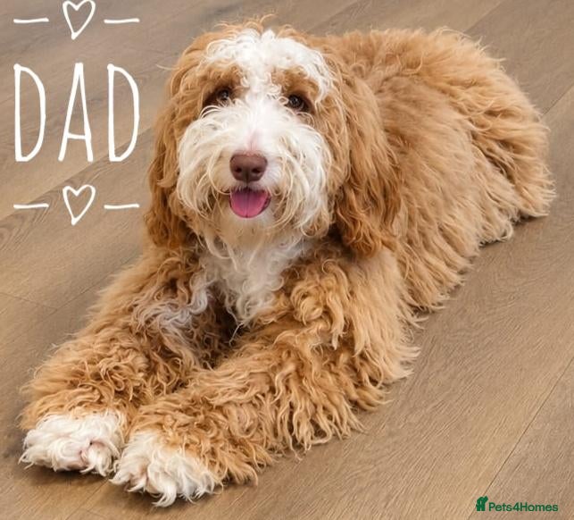 Australian Labradoodle dogs for sale:   Miniature Australian Labradoodle F2 Puppies - Advert 9