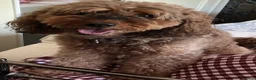 Cockapoo dogs for sale: Cockapoo F1b puppies  - Advert 9