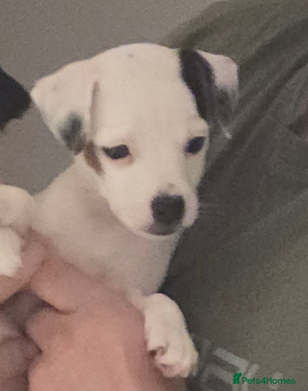 Parson Russell dogs for sale: Parson Russell Puppies - Advert 5