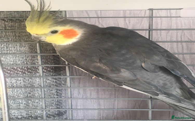 Cockatiels birds - Advert 10