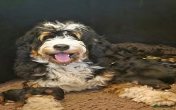 Bernedoodle dogs for sale: Curtabemdoodles Bernedoodles  - Image 18