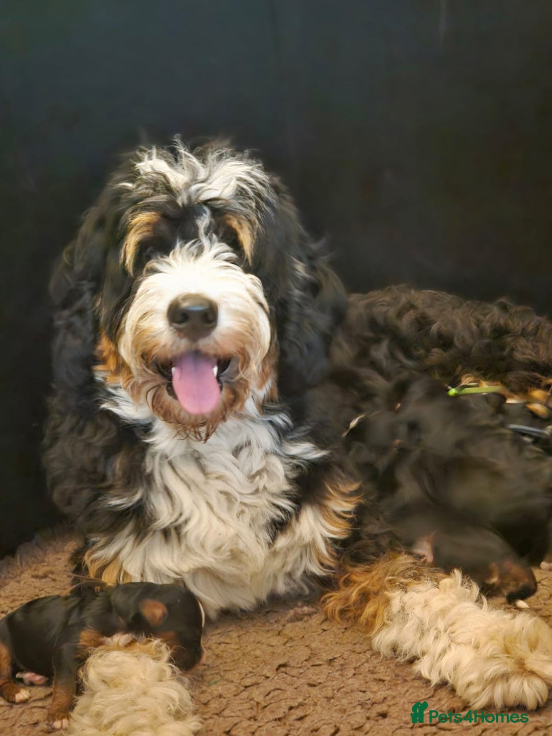 Bernedoodle dogs for sale: Curtabemdoodles Bernedoodles  - Image 18