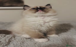Ragdoll cats for sale: 💙🐾Tica full Pedigree🐾EU Ragdoll 🐱🐾DNA Clear - Image 27