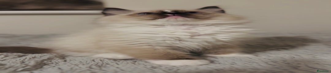 Ragdoll Kitten 8