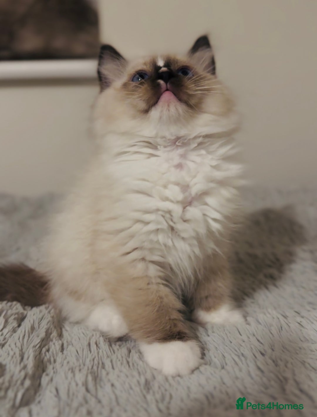 Ragdoll cats for sale: 💙🐾Tica full Pedigree🐾EU Ragdoll 🐱🐾DNA Clear - Image 27