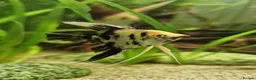 Angelfish fish for sale: Koi/Marble Angelfish - Advert 12