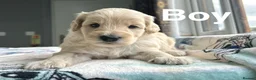 Cockapoo dogs for sale: Beautiful cockapoo boys ready on 13th July  - Advert 4
