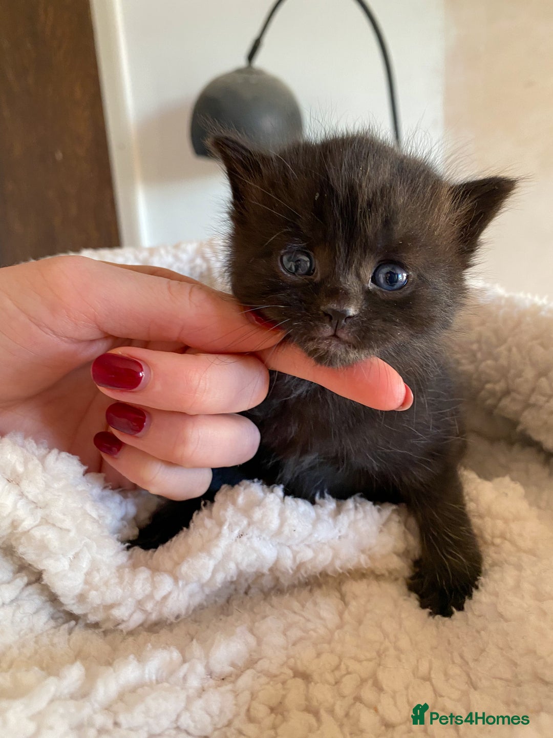 Ragdoll cats for sale: Ragdoll cross kittens  - Advert 6