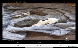 Whippet dogs for stud: PROVEN PEDIGREE WHIPPET FOR STUD in Doncaster - Image 4