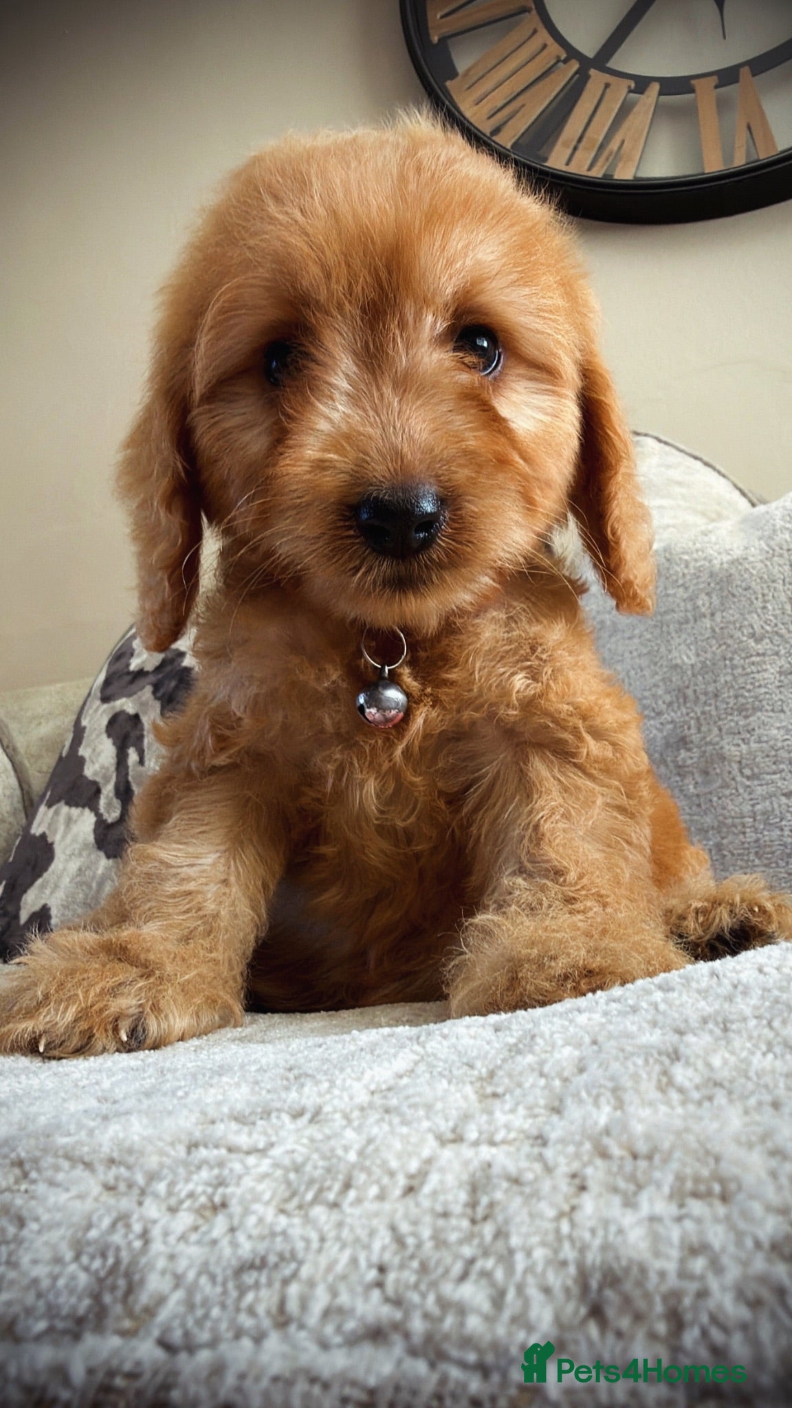 Cockapoo dogs 🐶Ready now Amazing red cockapoos🐶 - Advert 1