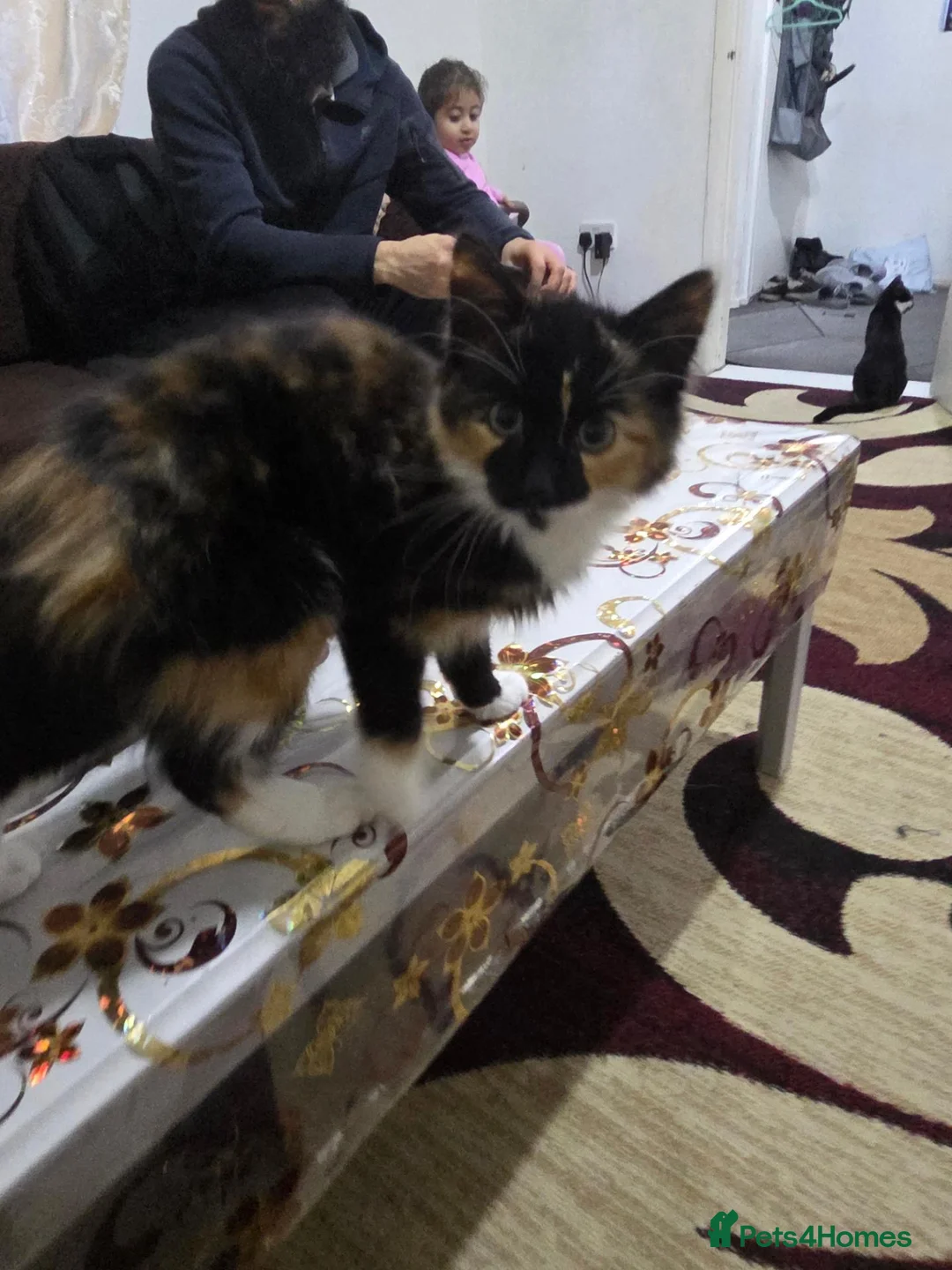 Mixed Breed cats for sale: Female kitten - Advert 2