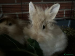 Lionhead rabbits Lionhead - Advert 4