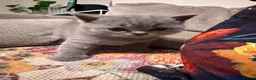 British Shorthair cats for sale: Pedigree British Shorthair Kittens, Excellent Bloo in London - Advert 11
