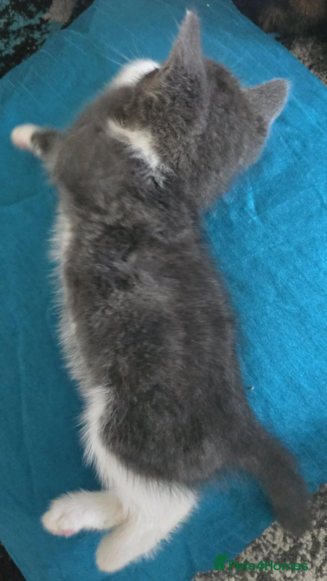 Mixed Breed cats for sale: British blue short hair cross male kitten in Cardiff - Advert 1