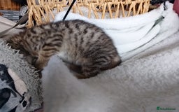 Mixed Breed cats for sale: tabby bengal cross male kitten - Image 5