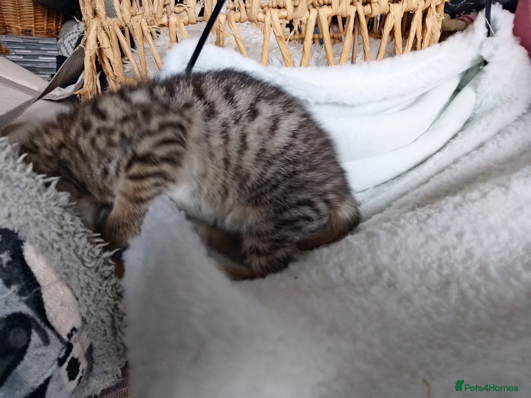Mixed Breed cats for sale: tabby bengal cross male kitten - Image 5
