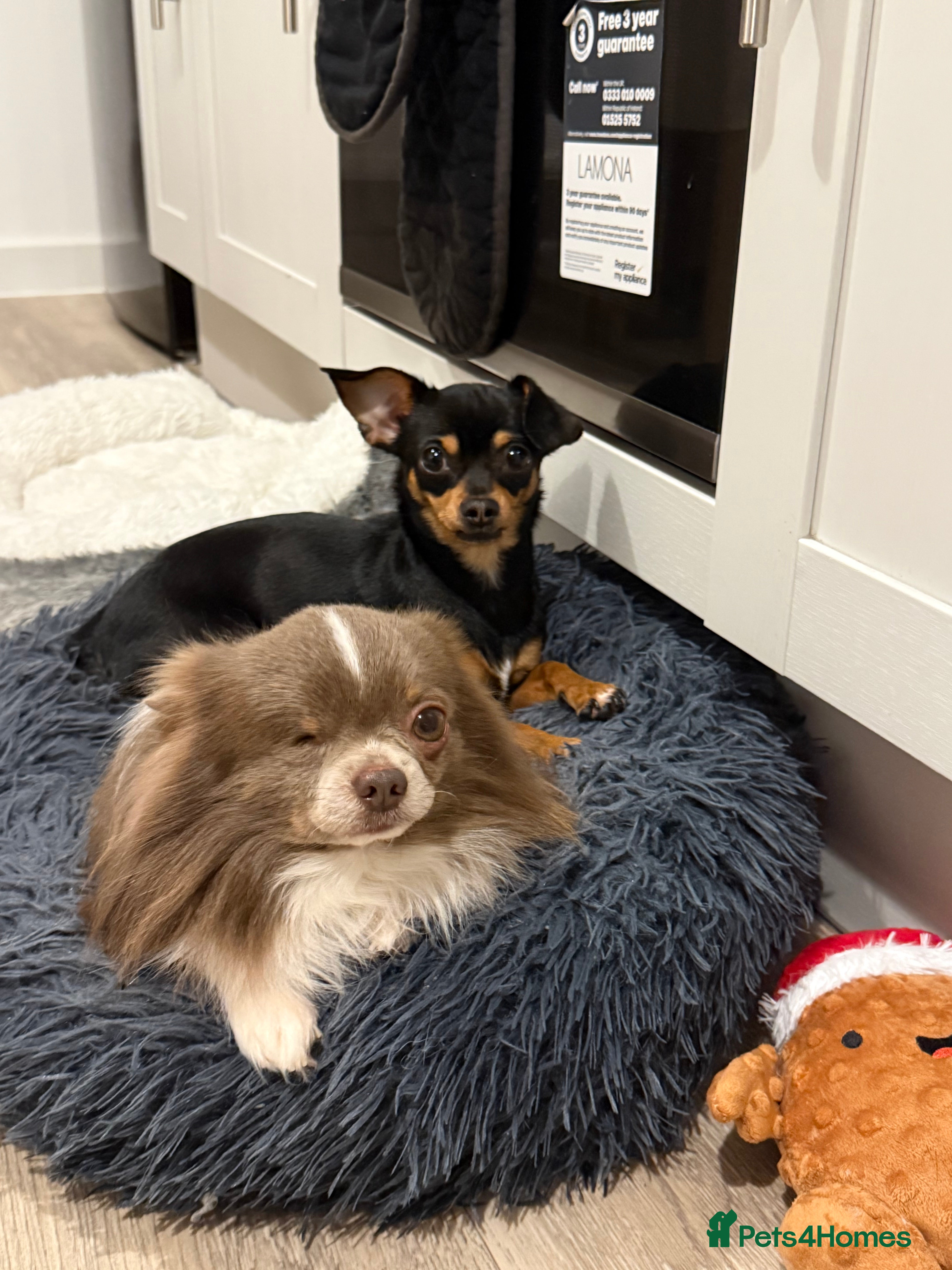 Chiweenie dogs Chiweenie puppies pending - Advert 3