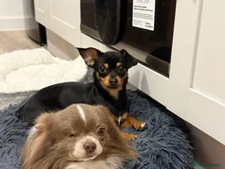 Chiweenie dogs Chiweenie puppies pending - Advert 15