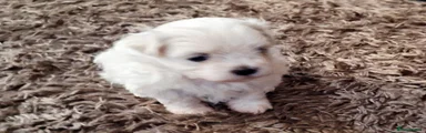 Maltese Puppy 4